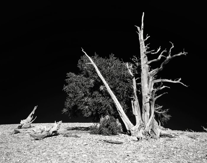 Bristlecone Pine Tree, California