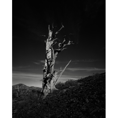 Coal, Bristlecone Pine Tree, California